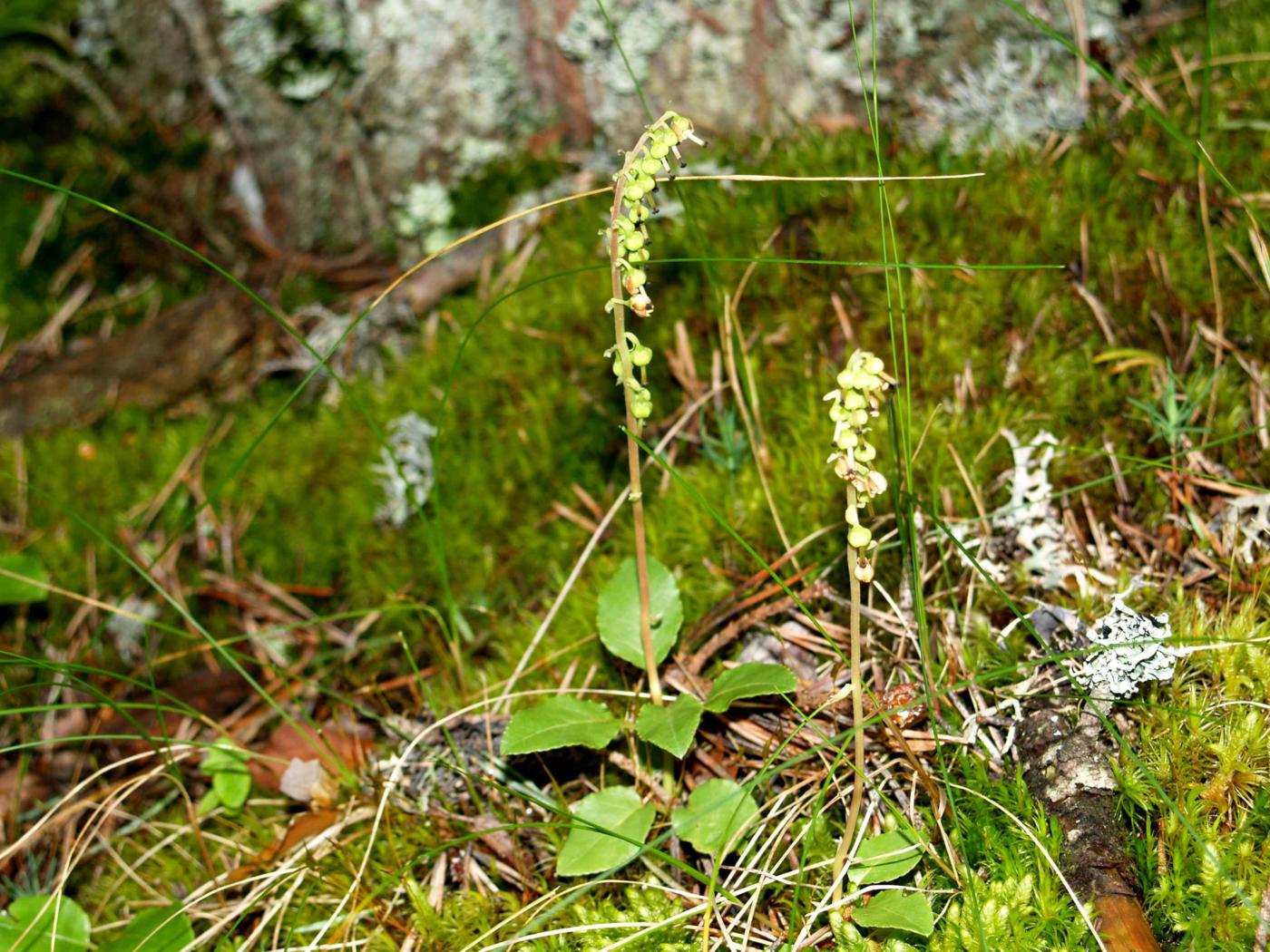 Wintergreen, Nodding plant